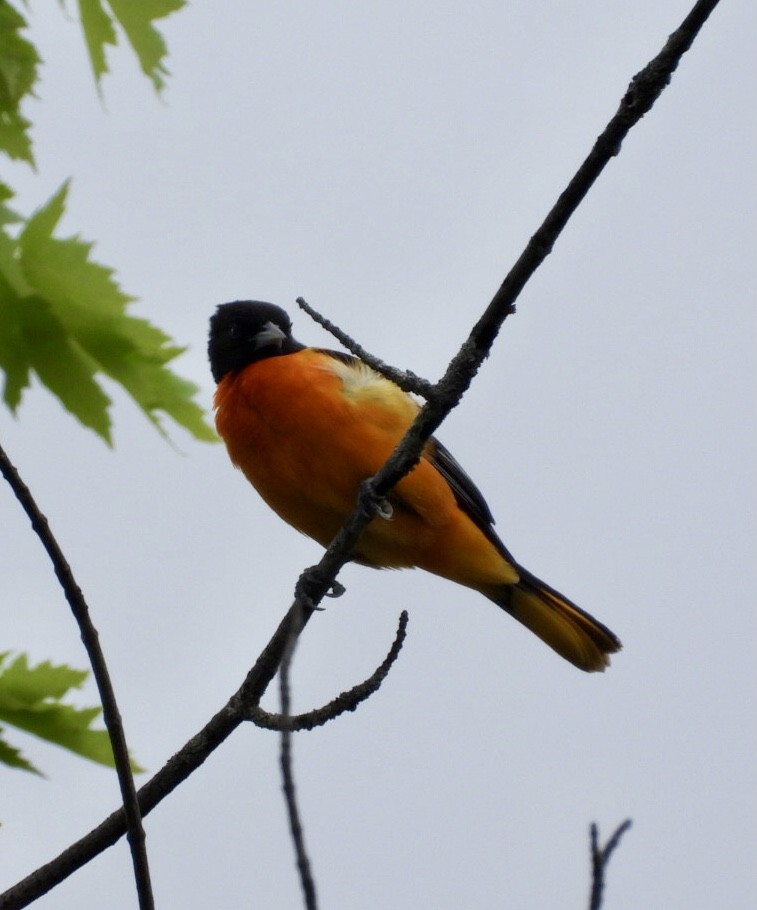 Baltimore Oriole - Manon Guglia