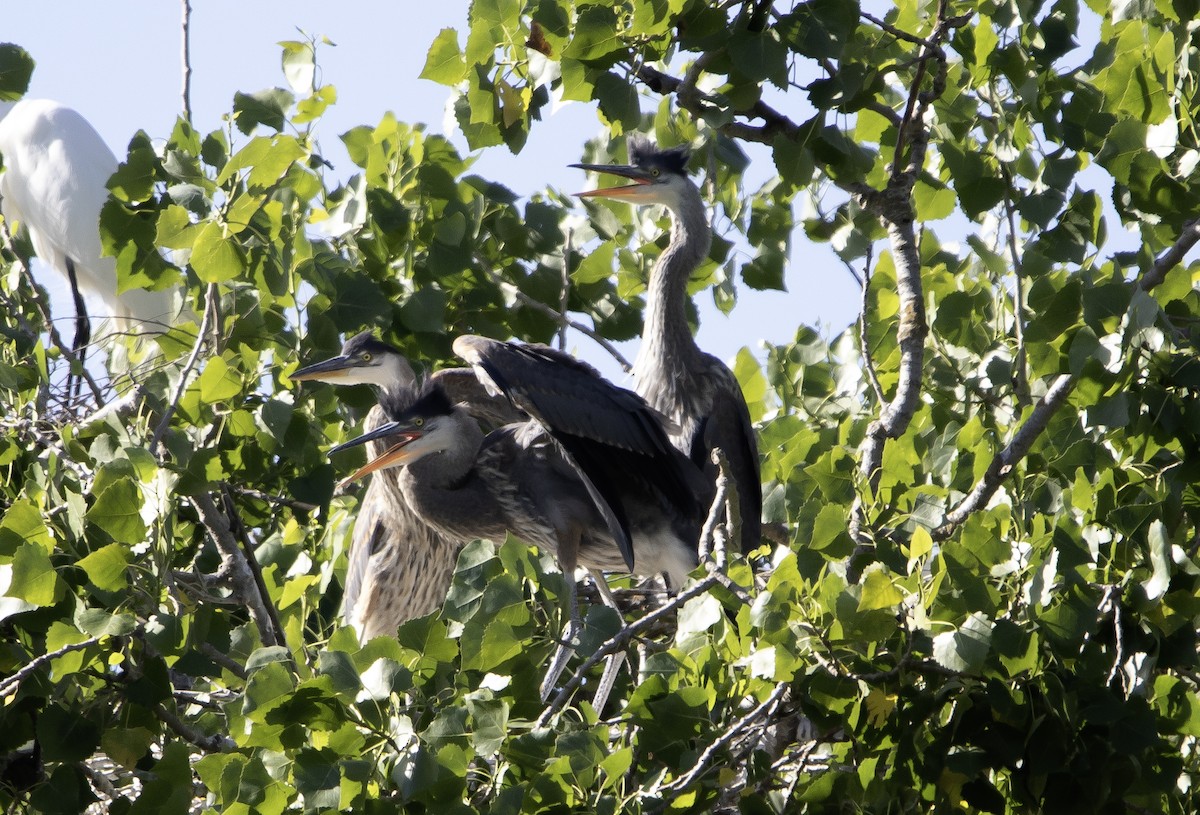 Great Blue Heron - Rene Reyes