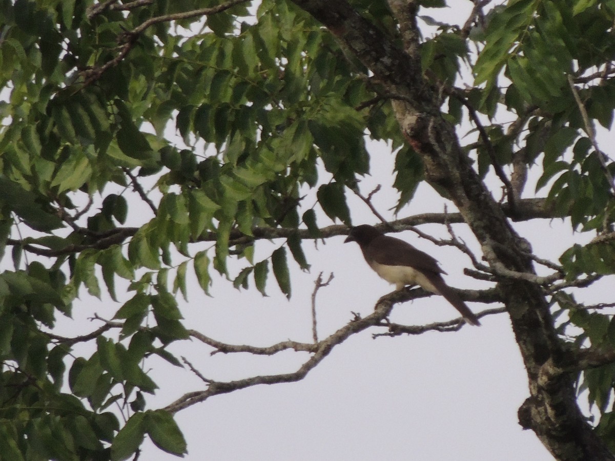 Brown Jay - Roger Lambert