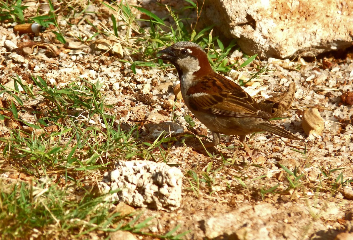 House Sparrow - Mateo Díaz Grau