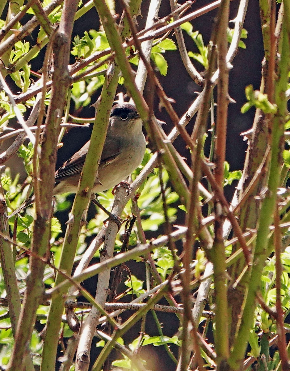 Eurasian Blackcap - Diane Drobka