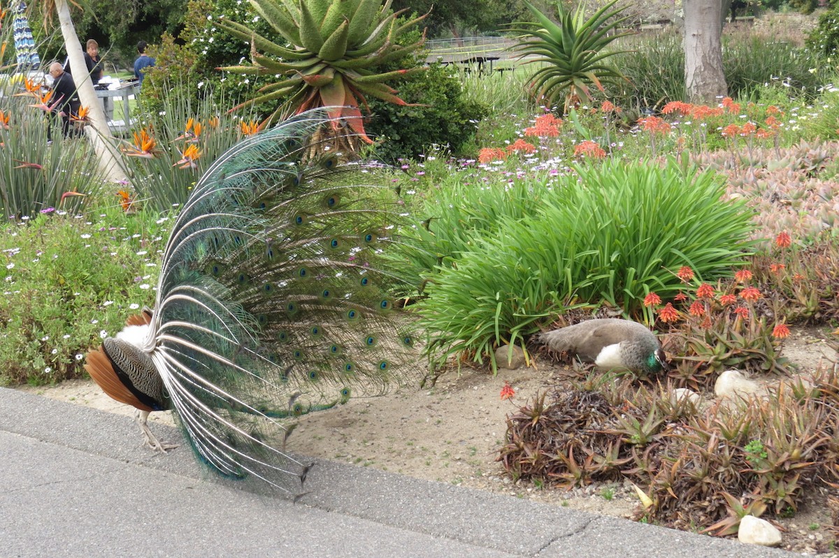 Indian Peafowl (Domestic type) - Steve Mesick