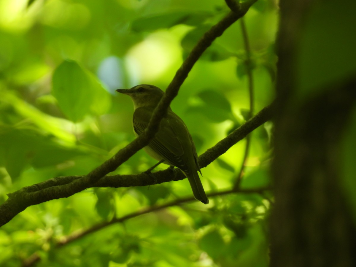 rødøyevireo - ML619548661