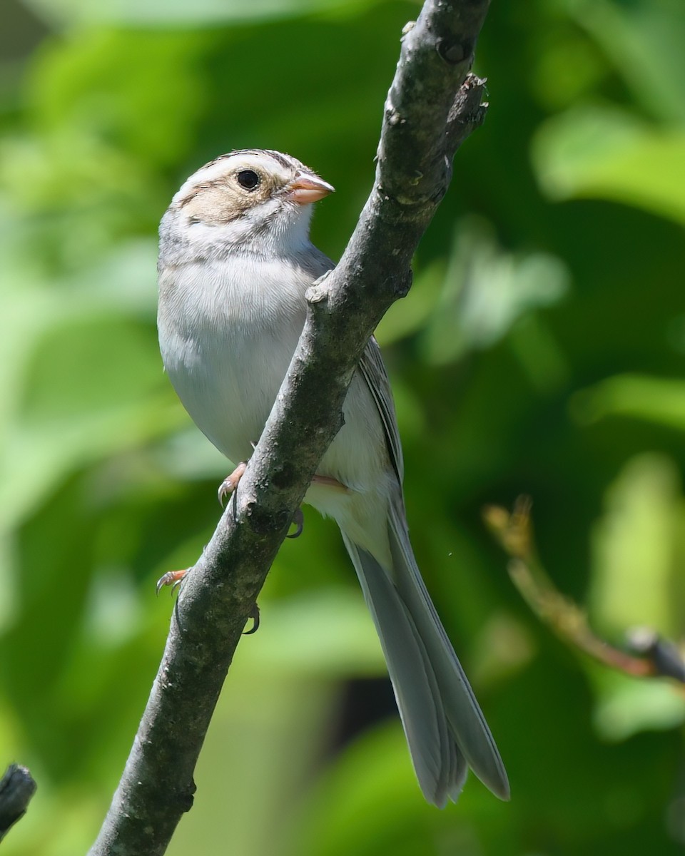 Clay-colored Sparrow - Ed Poropat