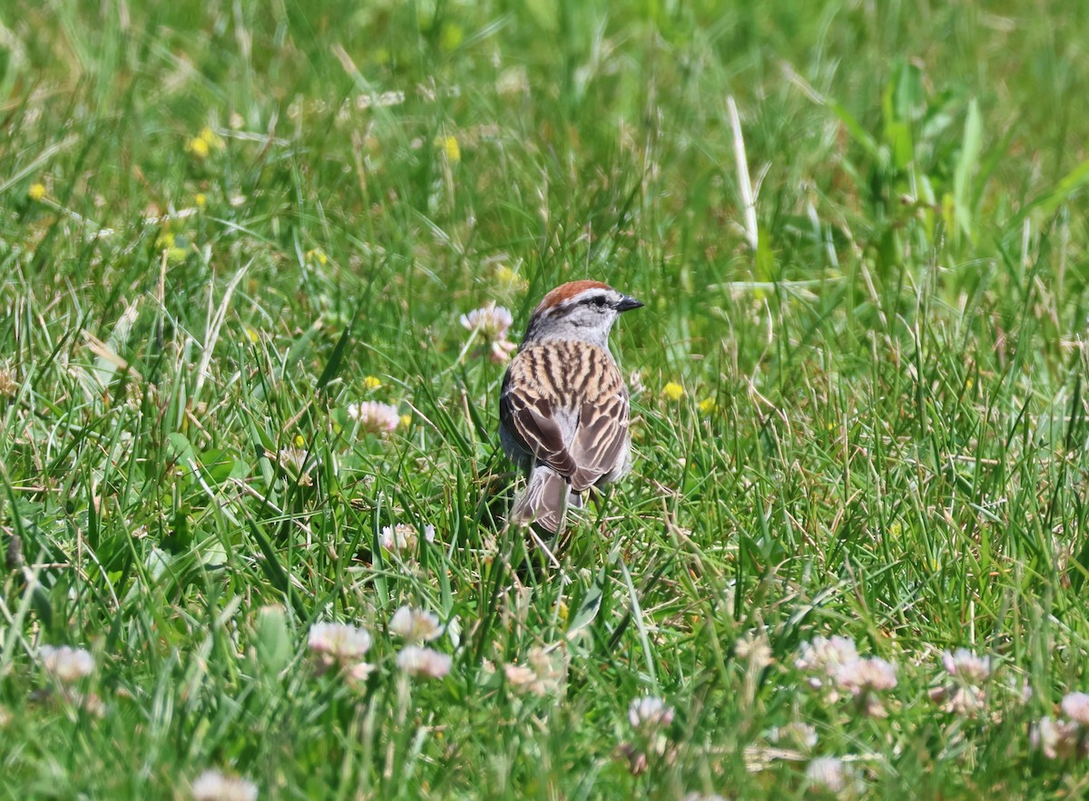 Chipping Sparrow - Ed Lavender