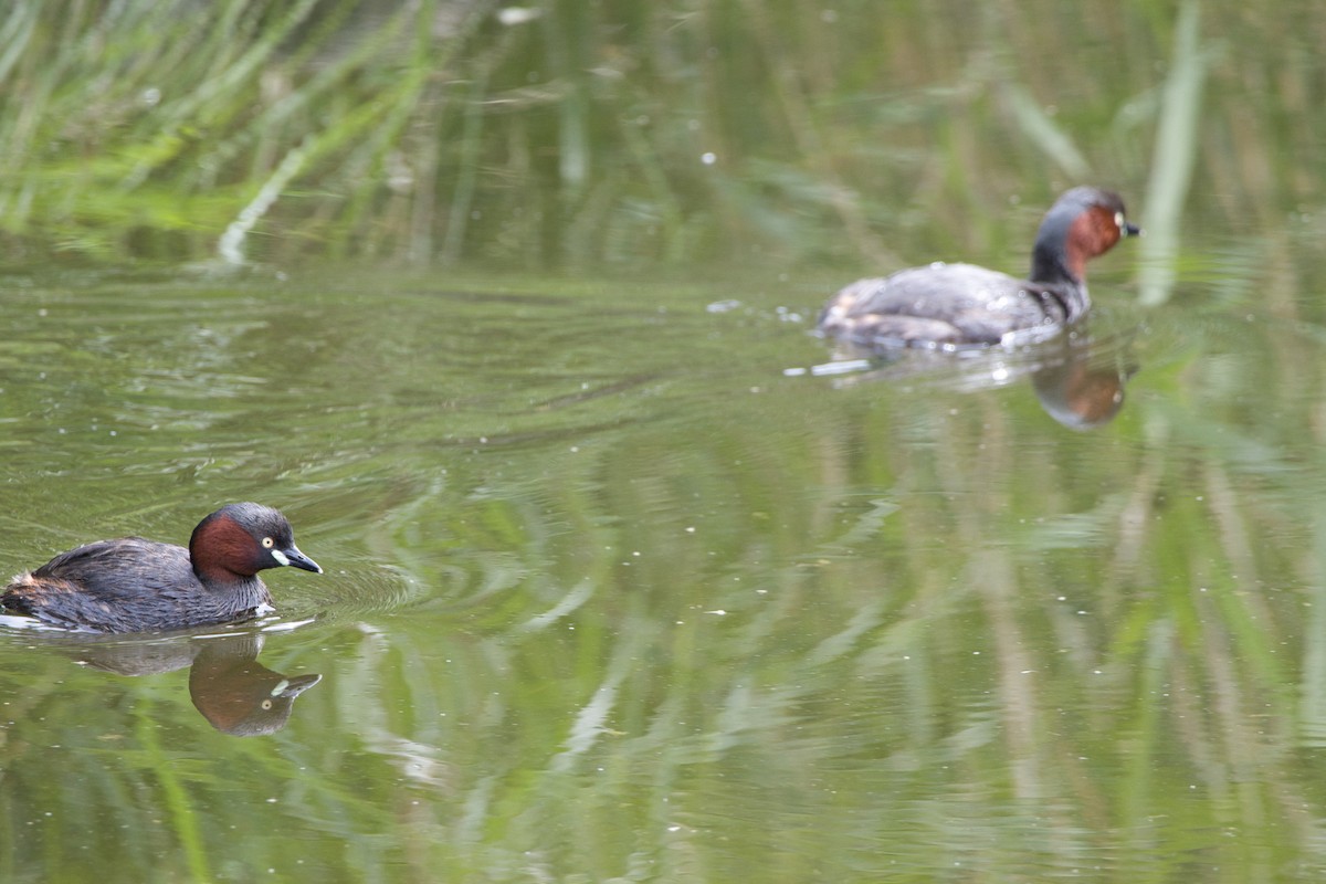 Little Grebe - KAZUKO KAMIMURA