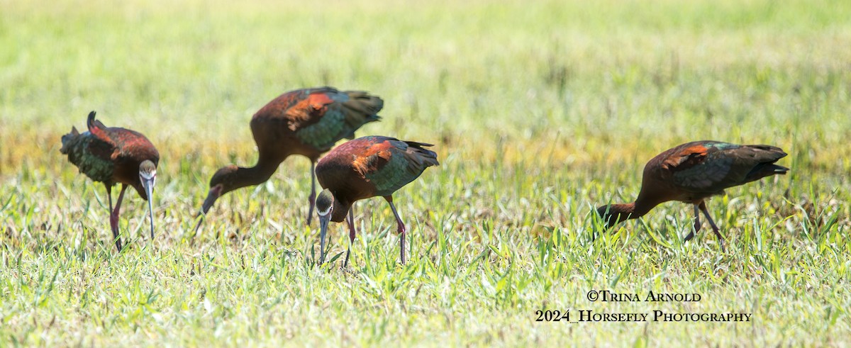 White-faced Ibis - Trina Arnold