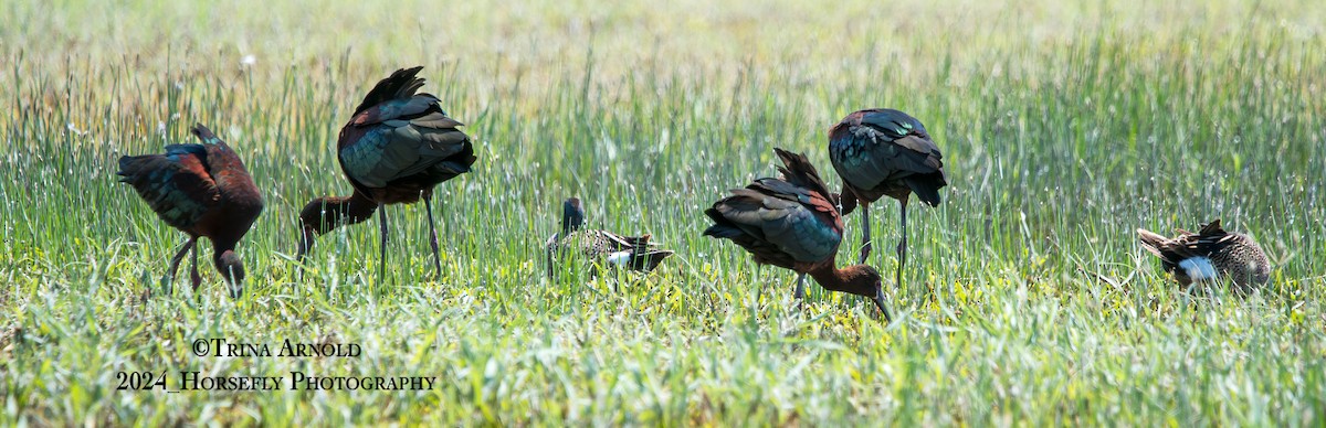 White-faced Ibis - Trina Arnold