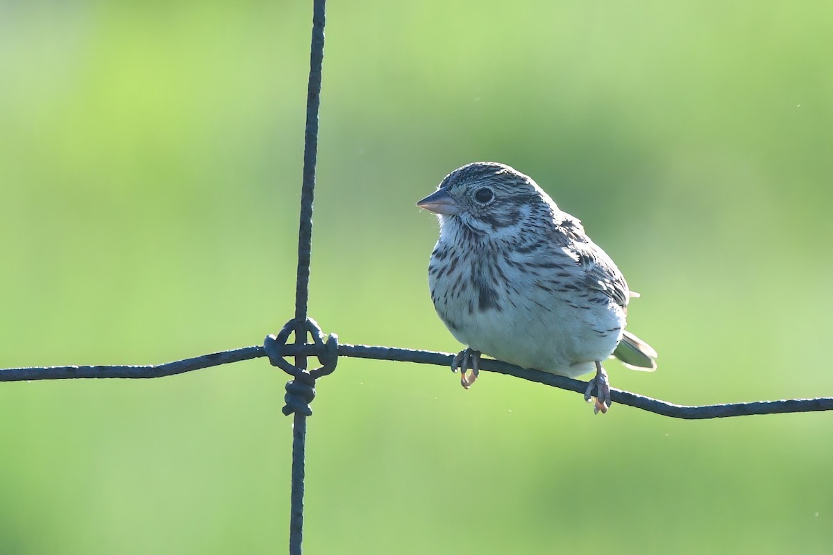 Vesper Sparrow - Ed Poropat