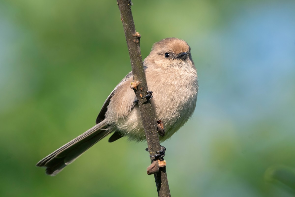 Bushtit - James Patten