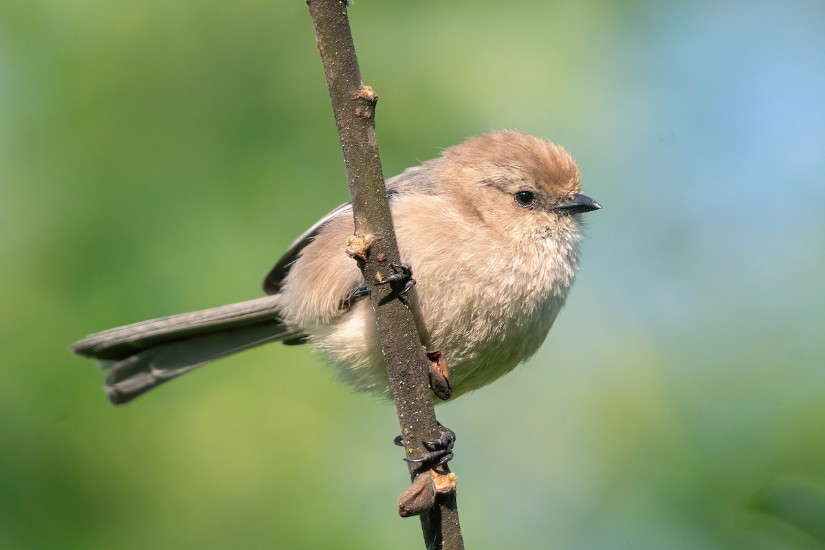 Bushtit - James Patten