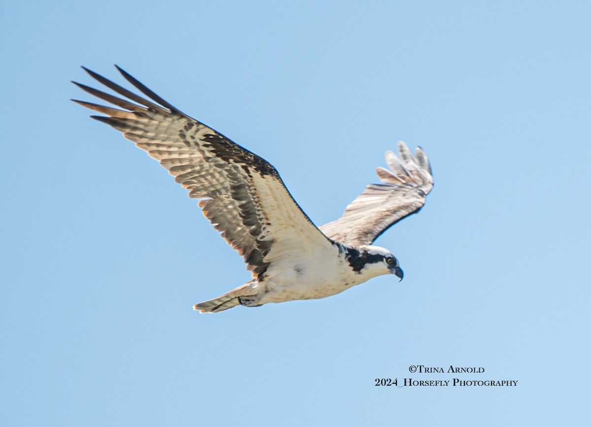 Osprey - Trina Arnold