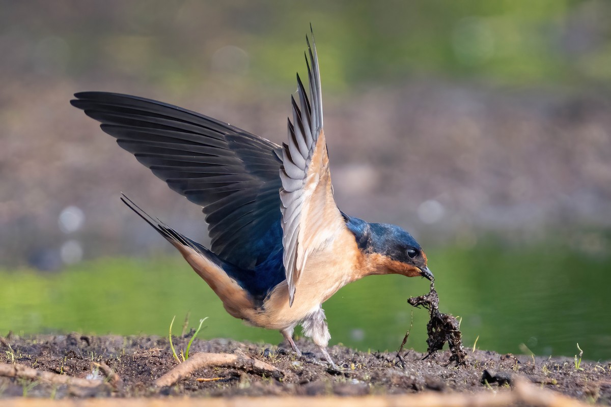 Barn Swallow - James Patten