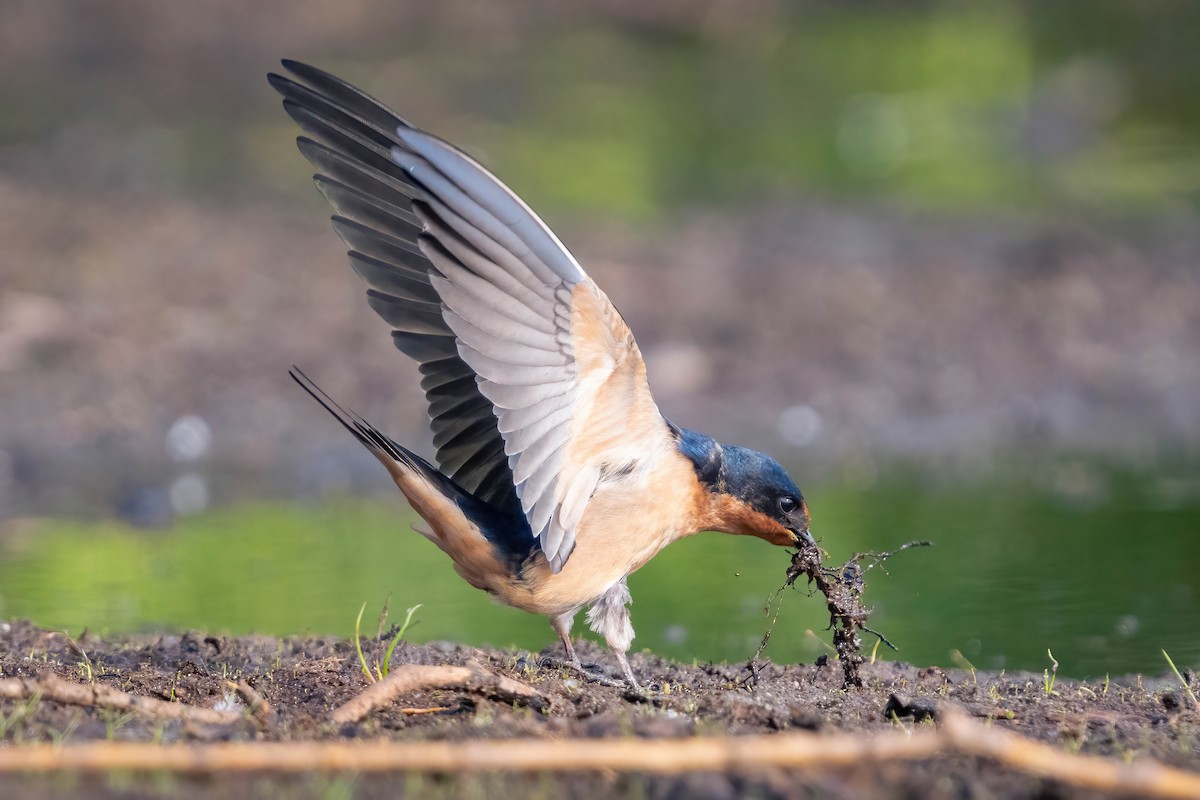 Barn Swallow - James Patten