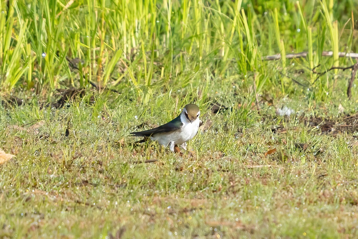 Golondrina Verdemar - ML619548696