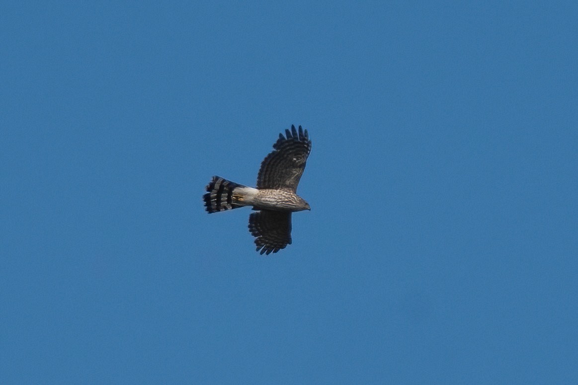 Cooper's Hawk - ML619548698