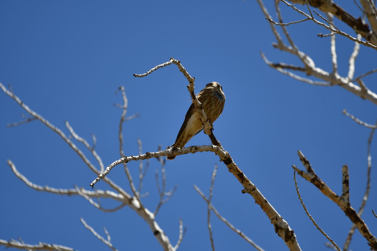 American Kestrel - Lael Rudisill