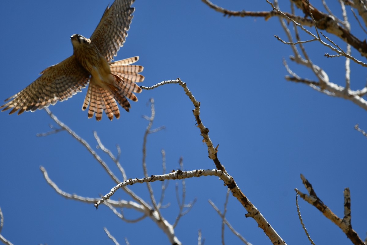 American Kestrel - Lael Rudisill