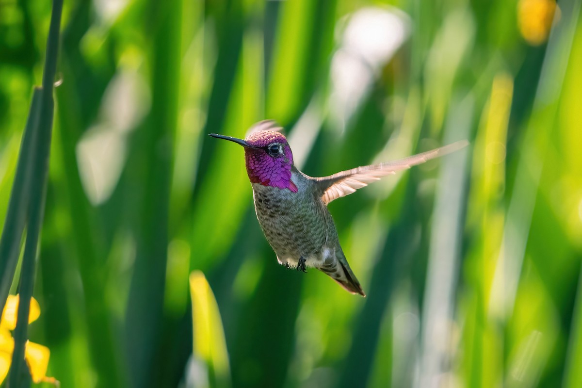 Anna's Hummingbird - James Patten