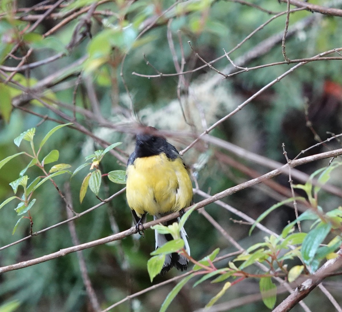 Slate-throated Redstart - deidre asbjorn