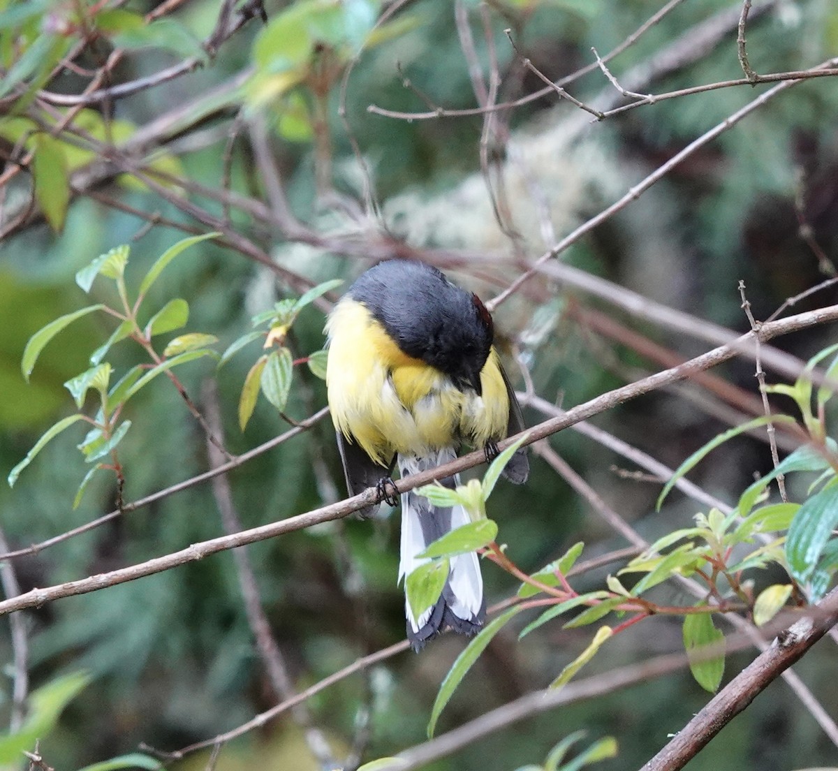 Slate-throated Redstart - deidre asbjorn