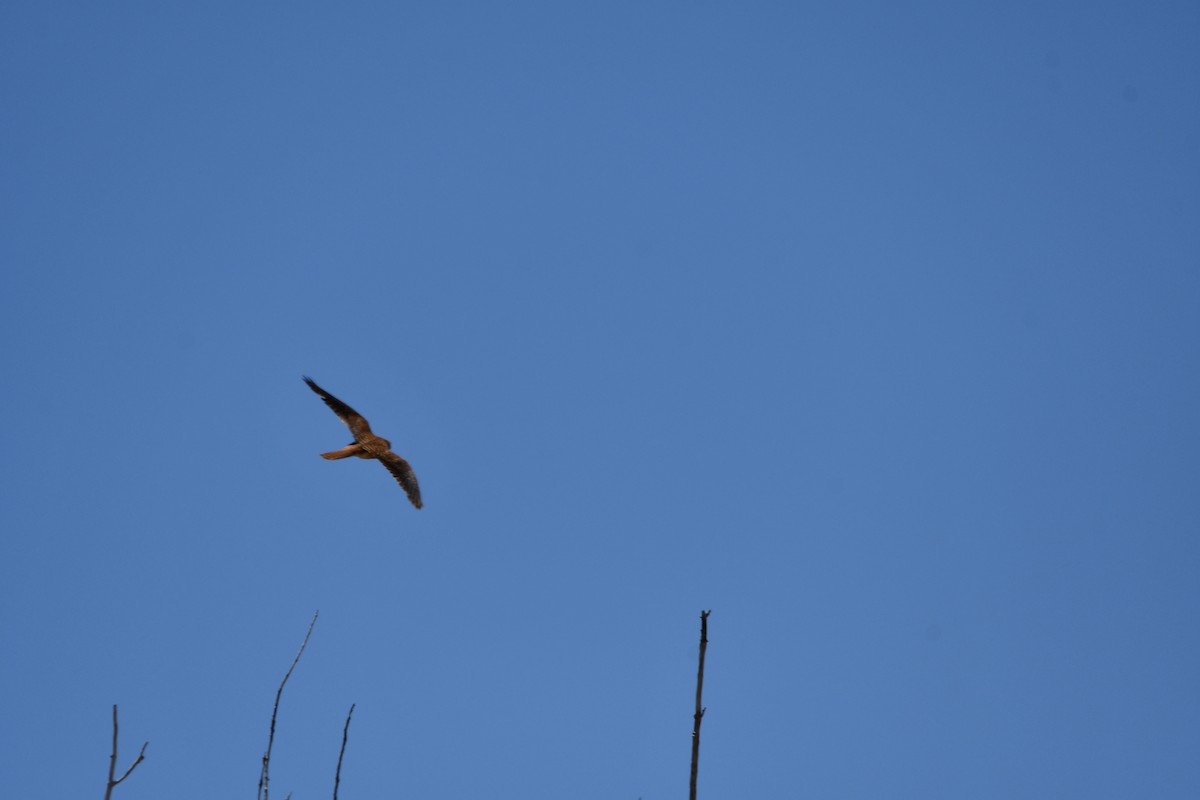 American Kestrel - Lael Rudisill