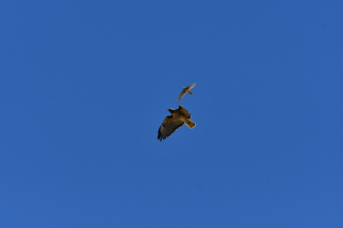 American Kestrel - Lael Rudisill