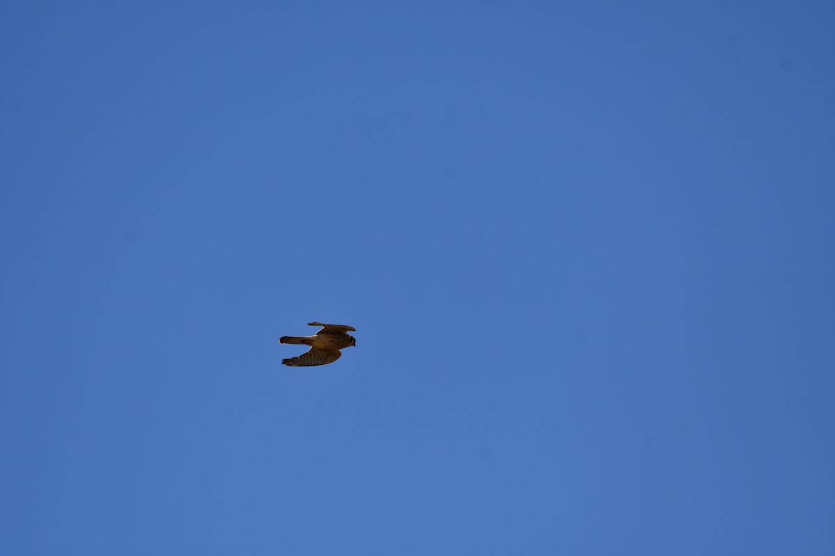 American Kestrel - Lael Rudisill