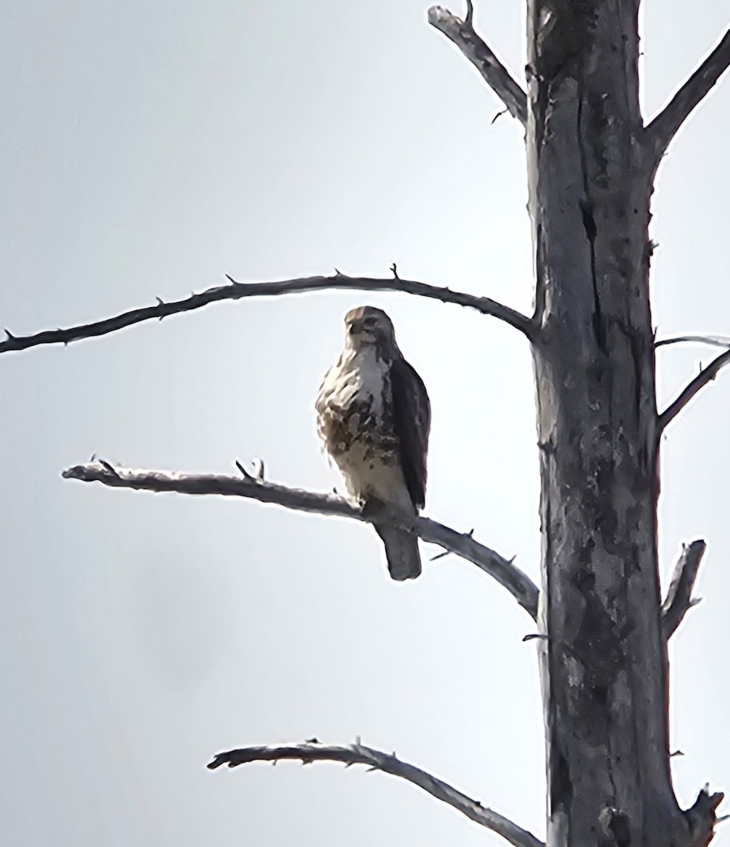 Red-tailed Hawk - ML619548713