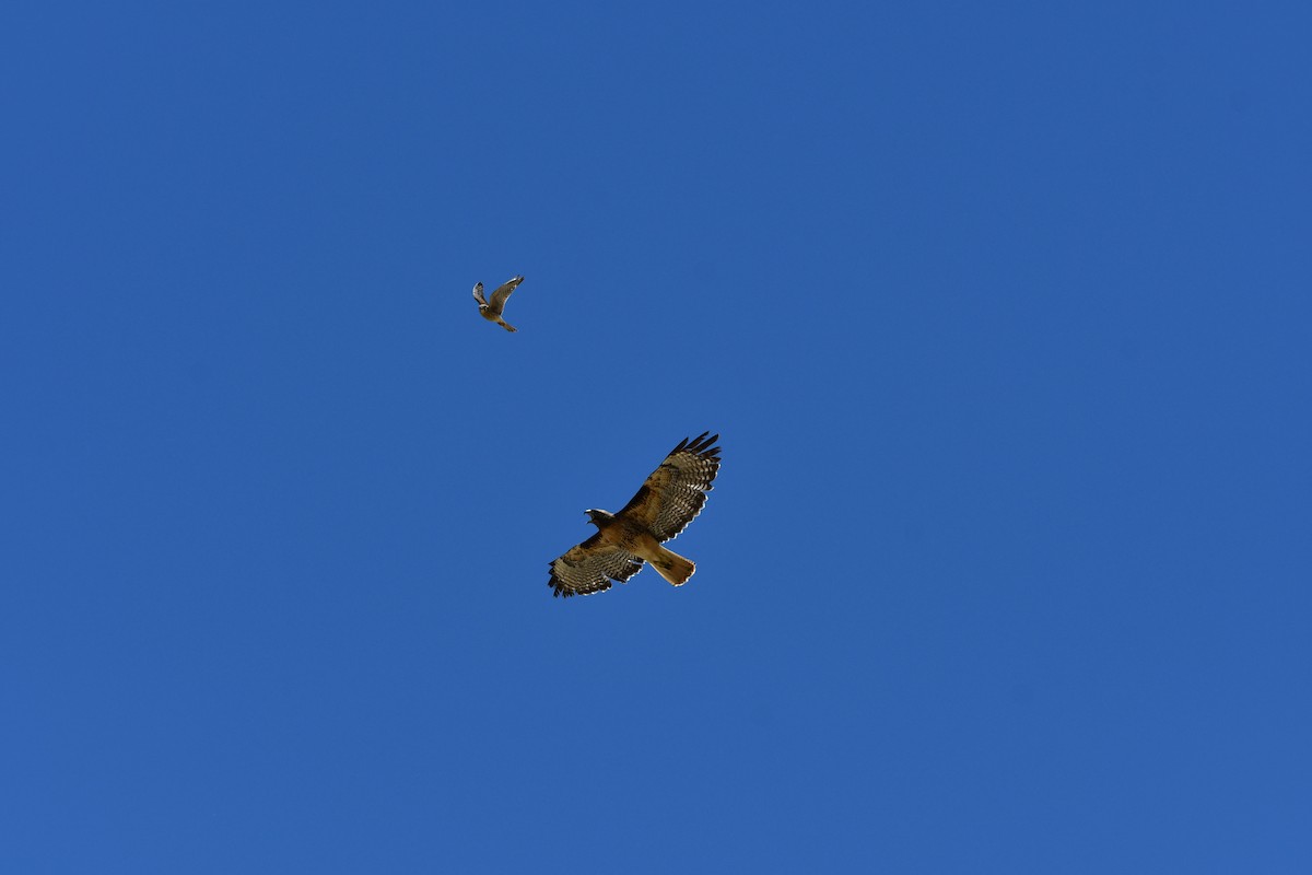 American Kestrel - Lael Rudisill