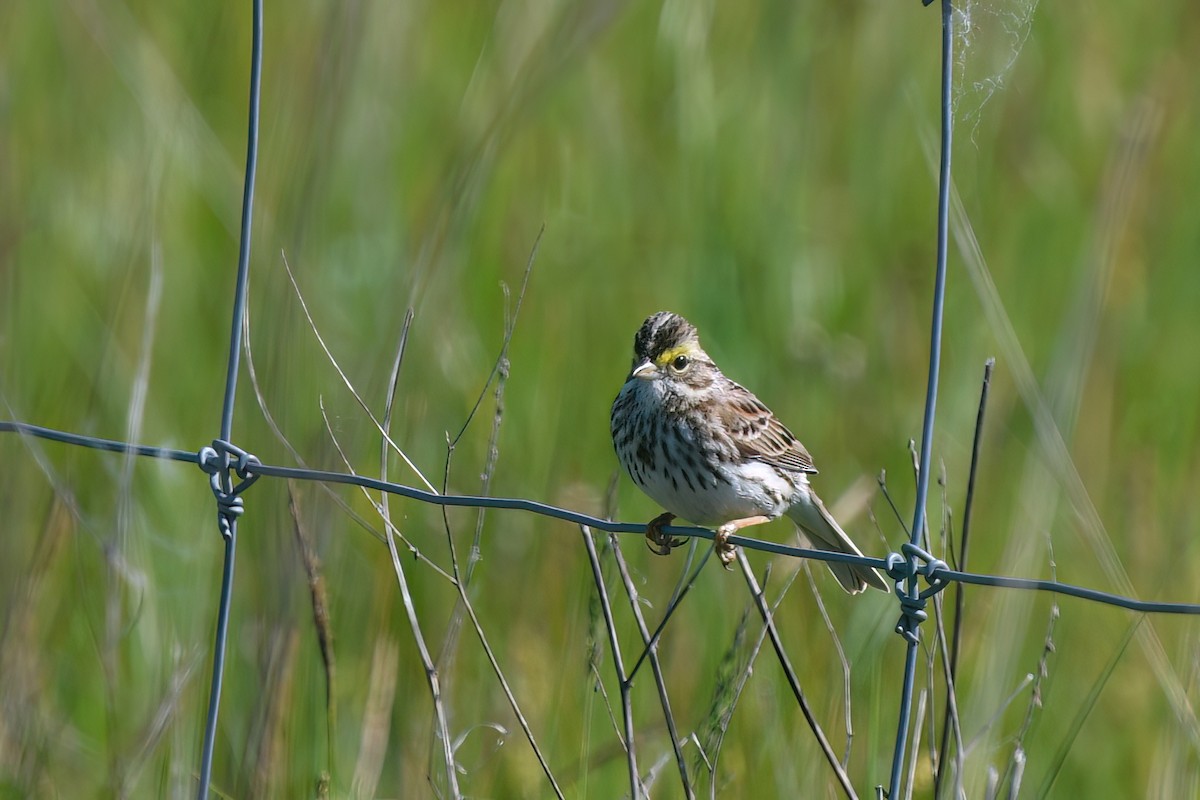 Savannah Sparrow - Ed Poropat