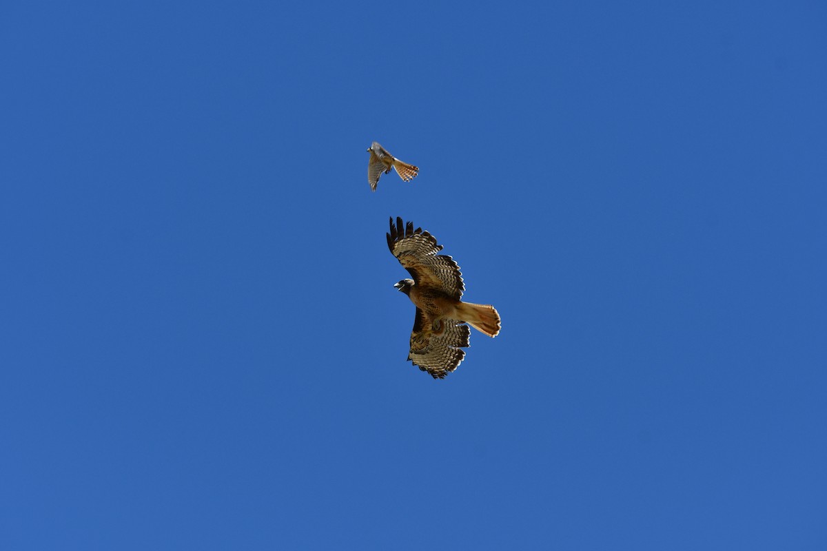 American Kestrel - Lael Rudisill