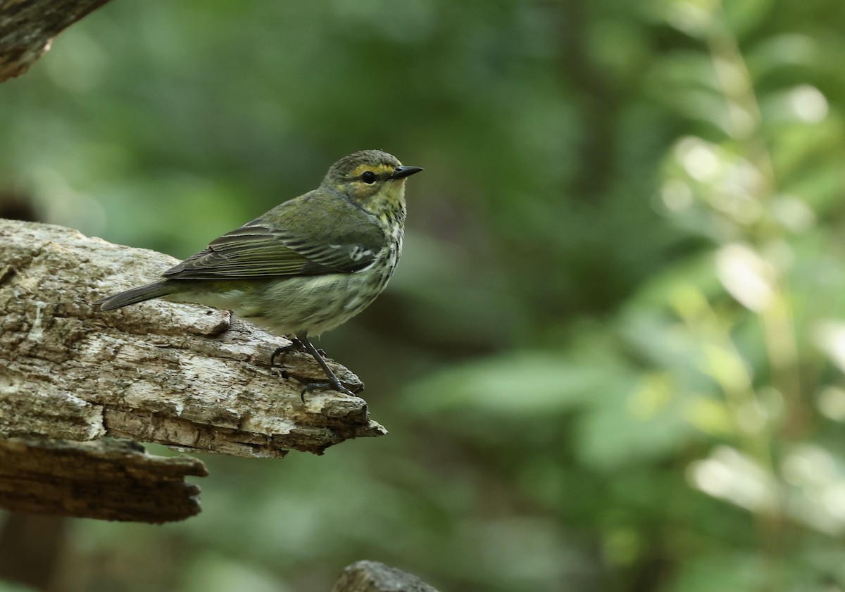 Cape May Warbler - Grace Simms  🐦‍⬛