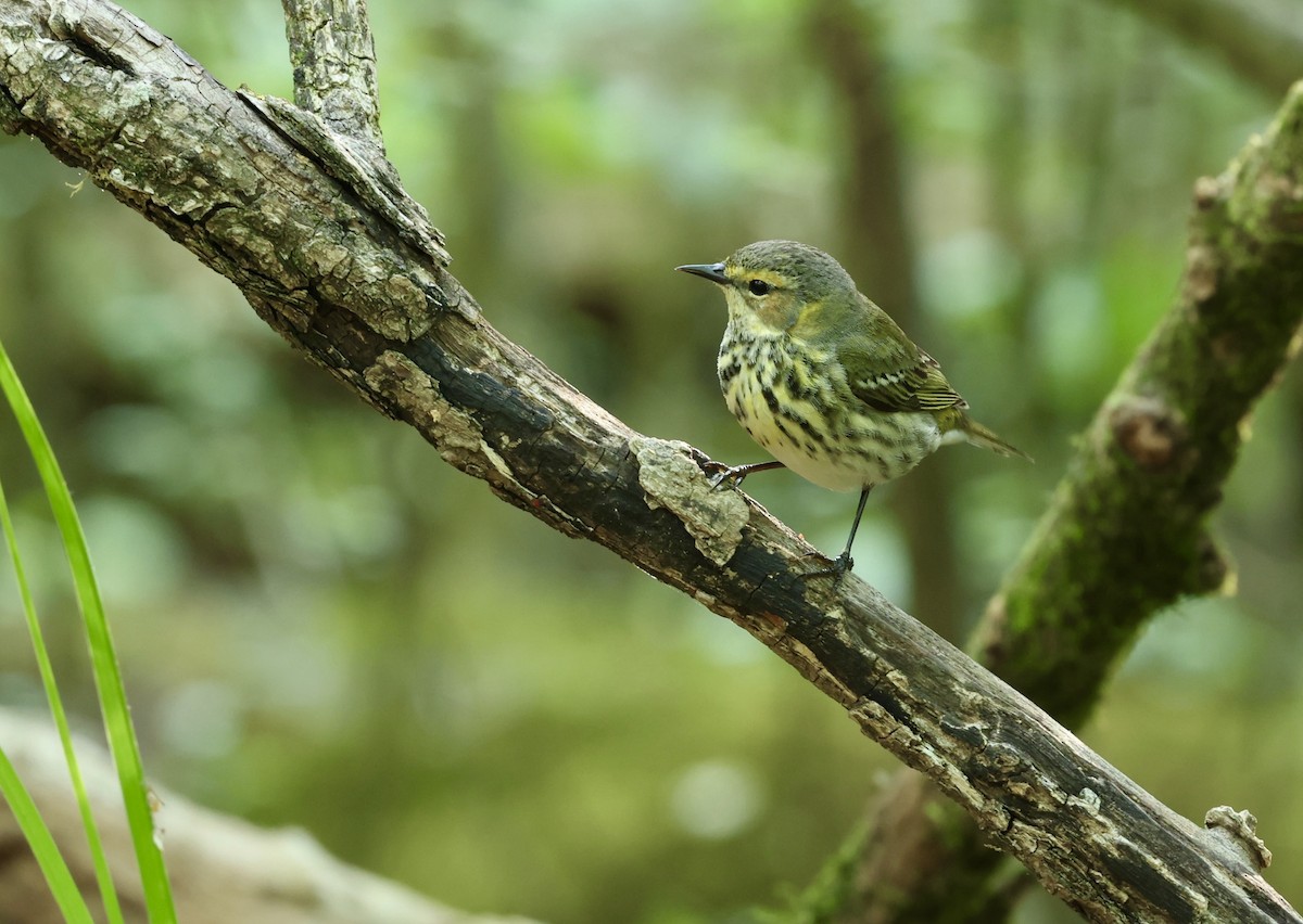 Cape May Warbler - Grace Simms  🐦‍⬛