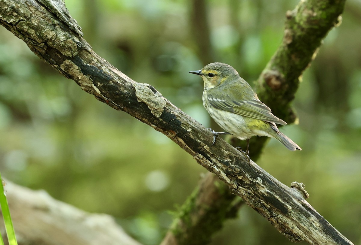 Cape May Warbler - Grace Simms  🐦‍⬛