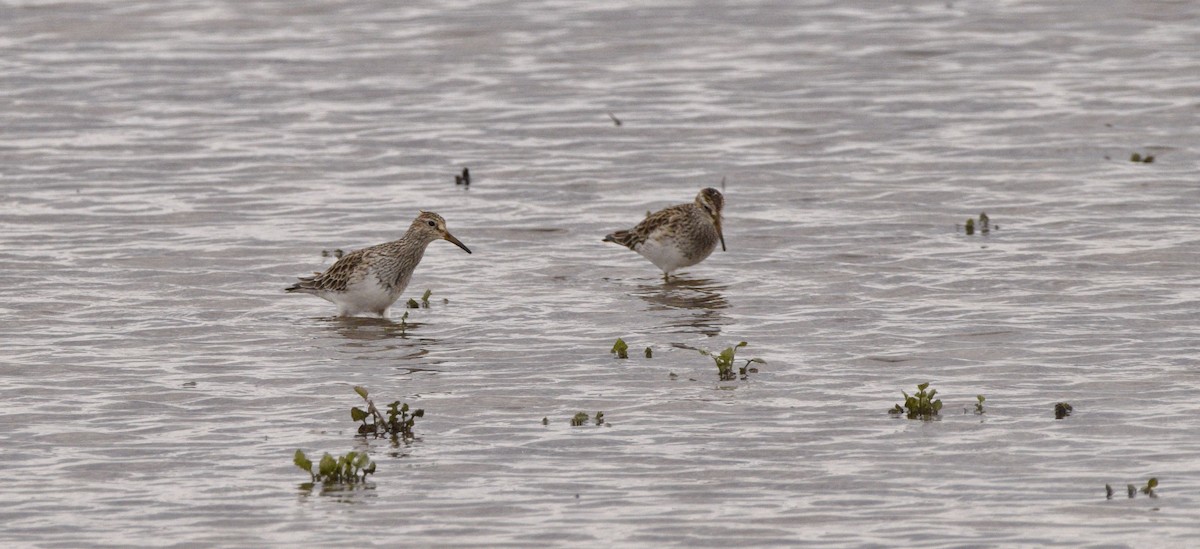 Pectoral Sandpiper - Ailes and Dodson