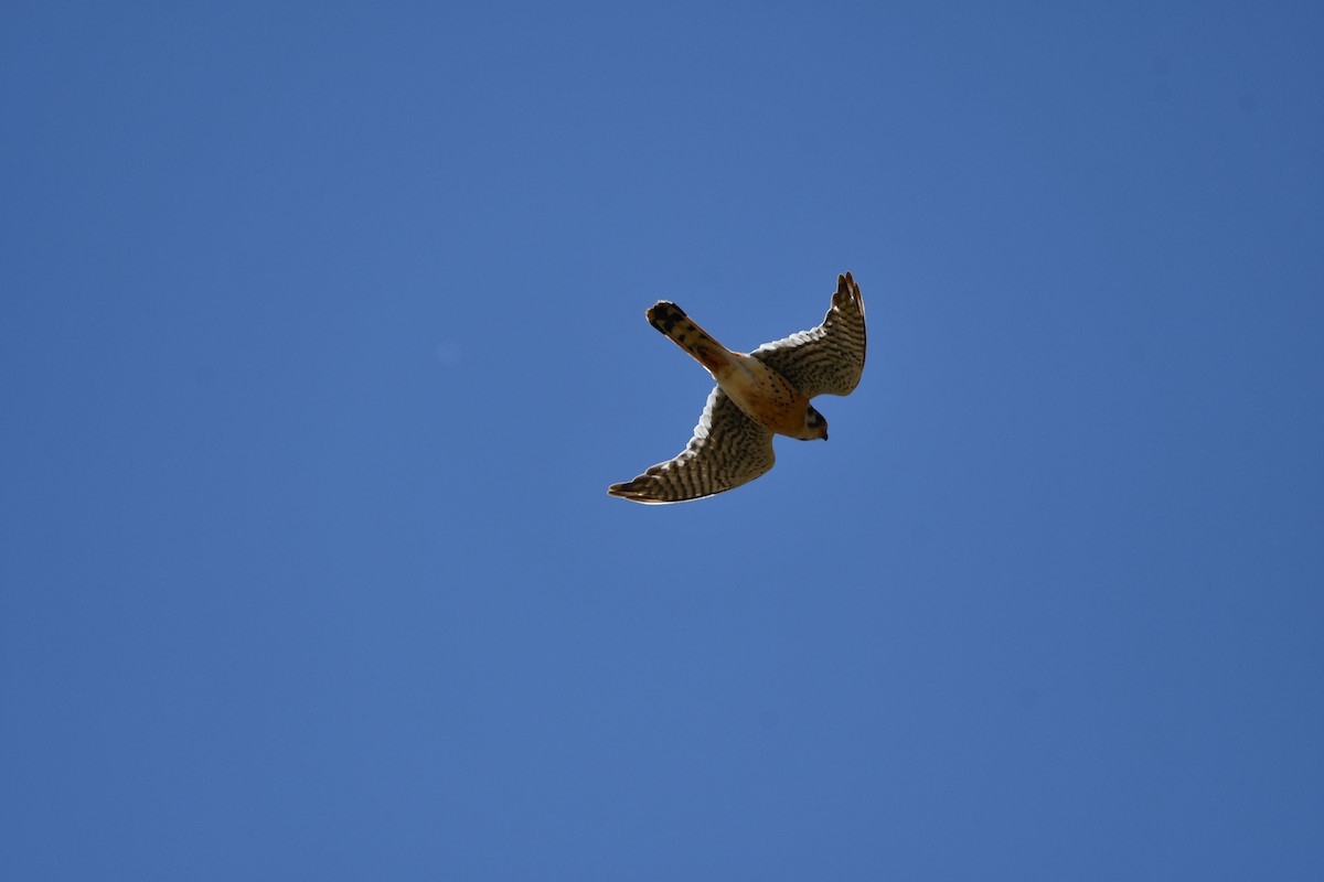 American Kestrel - Lael Rudisill