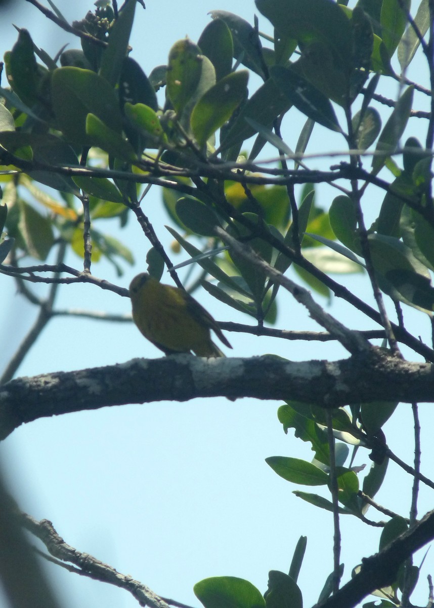 Yellow Warbler - Mateo Díaz Grau