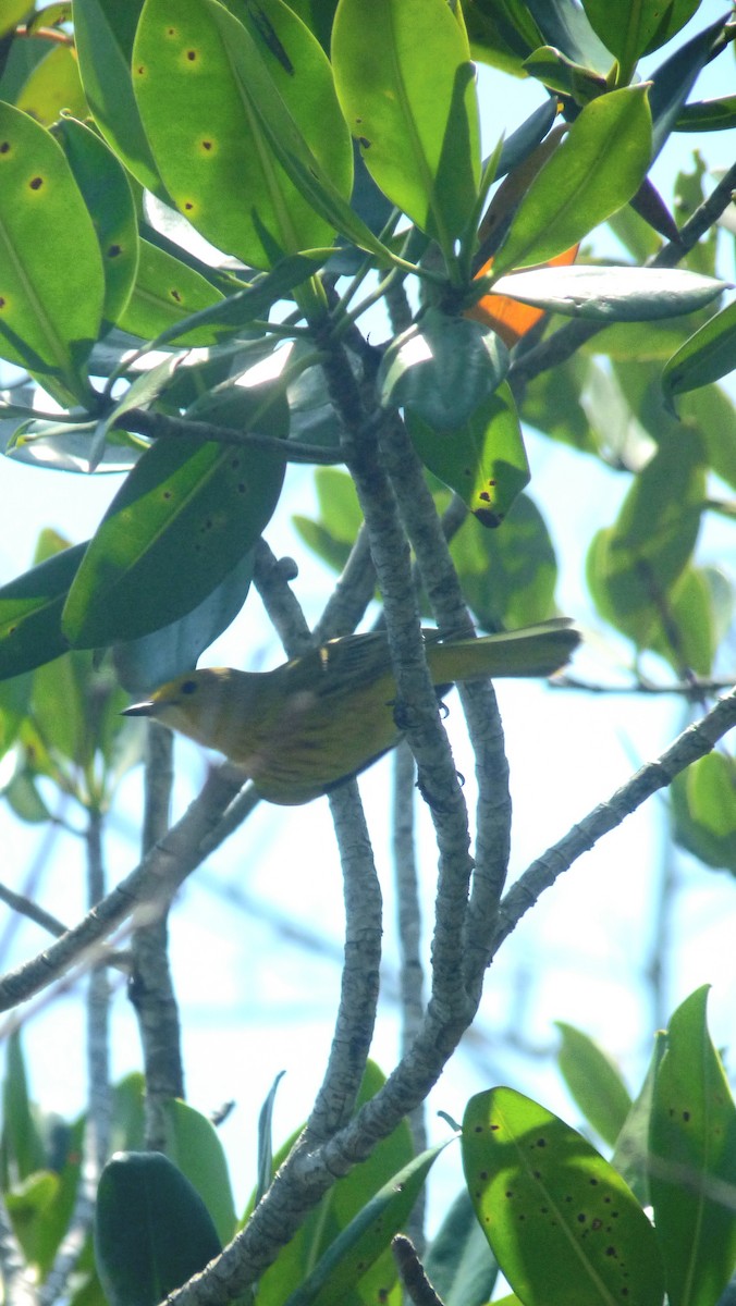 Yellow Warbler - Mateo Díaz Grau