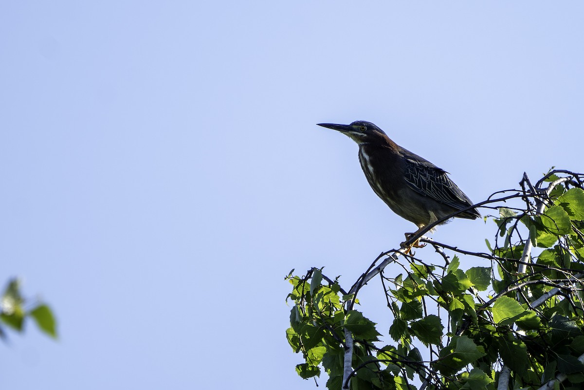 Green Heron - Ben Nieman