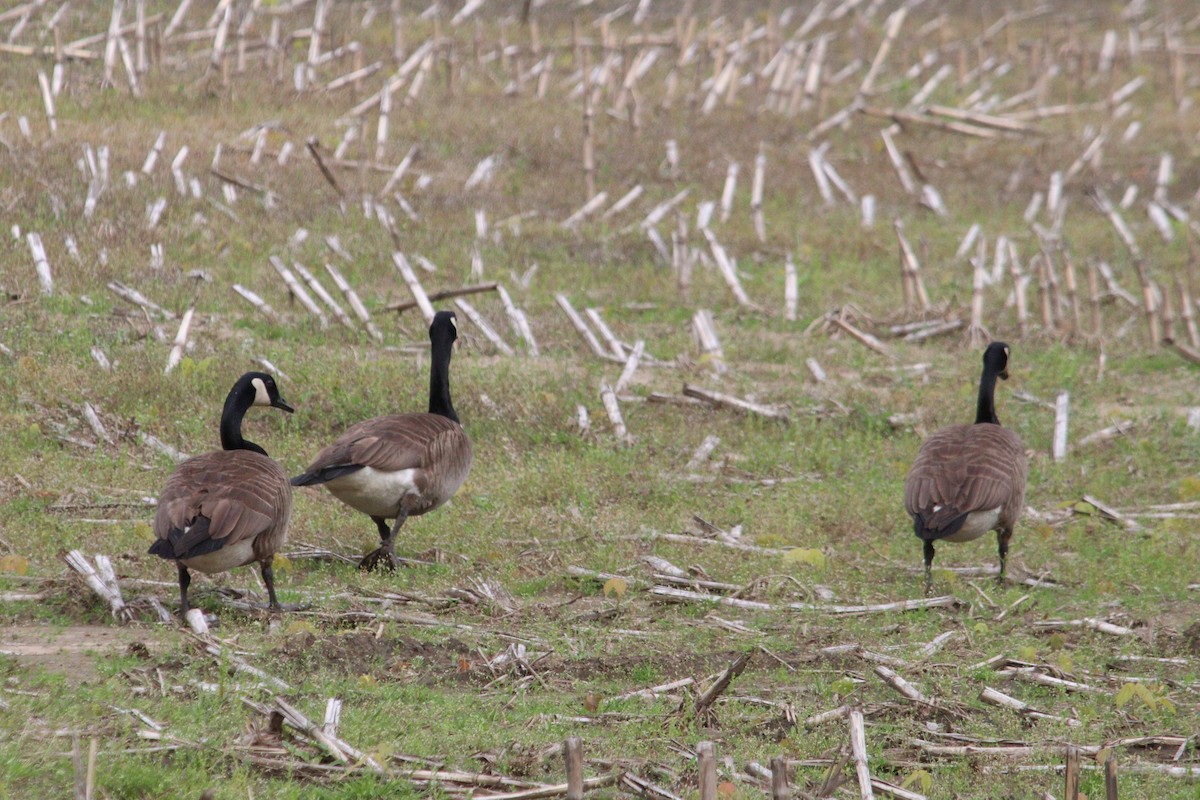 Canada Goose - James Teitgen