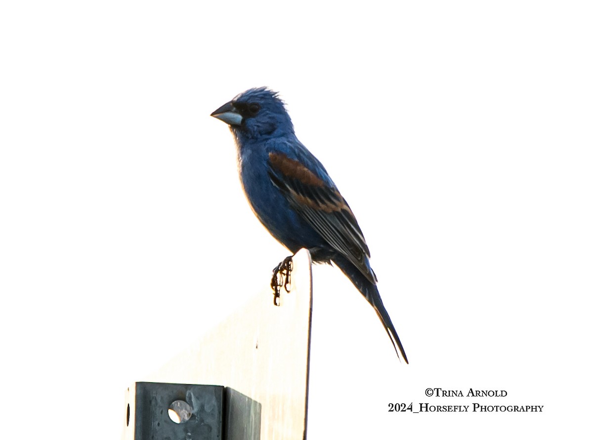 Blue Grosbeak - Trina Arnold