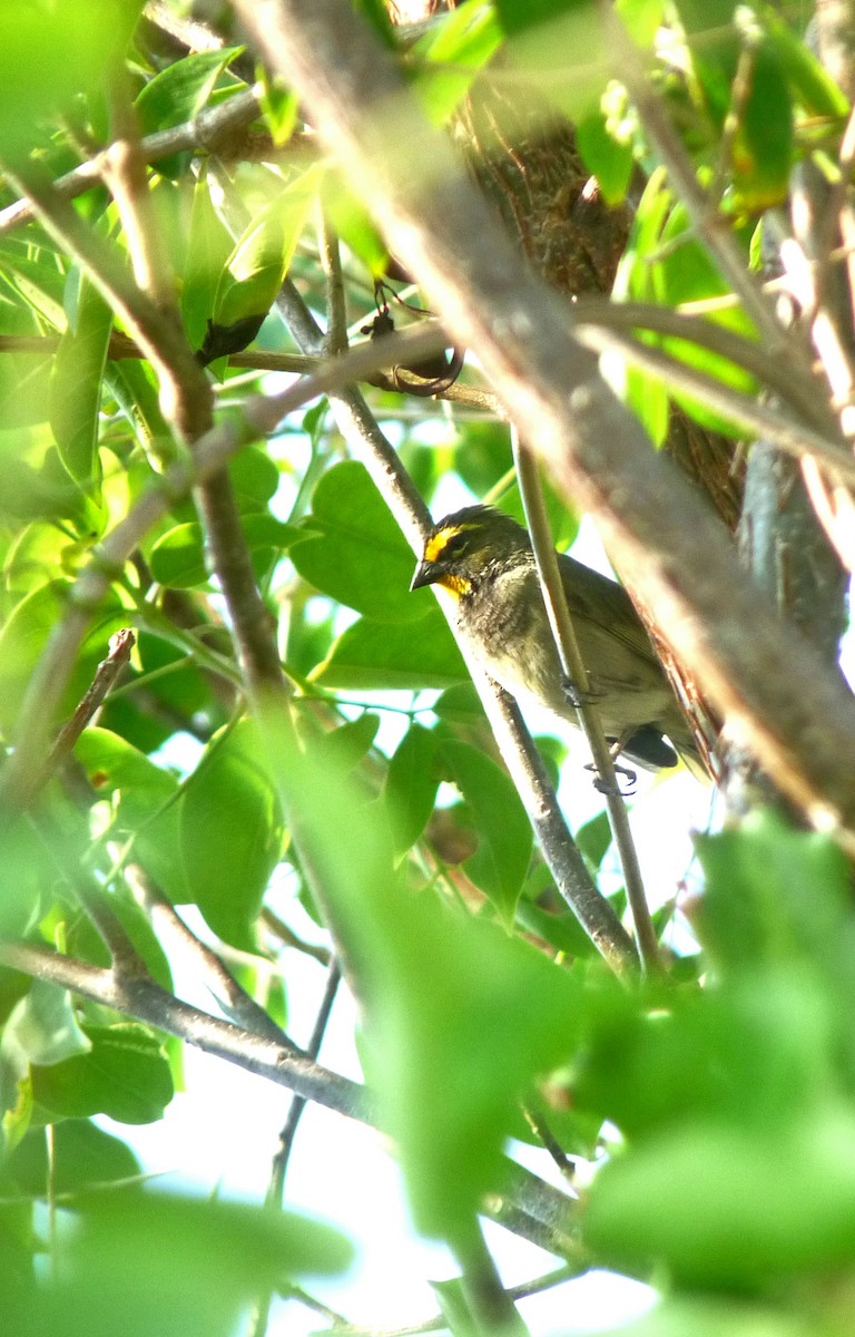 Yellow-faced Grassquit - Mateo Díaz Grau