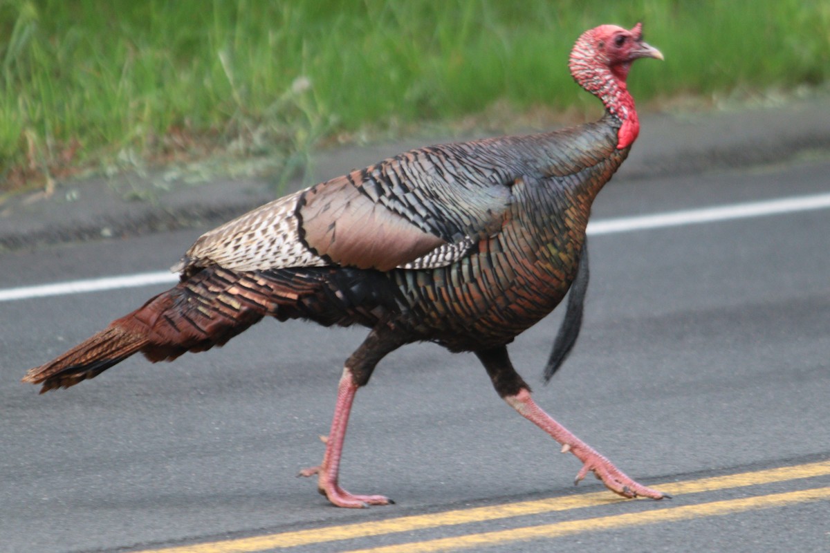 Wild Turkey - ML619548758