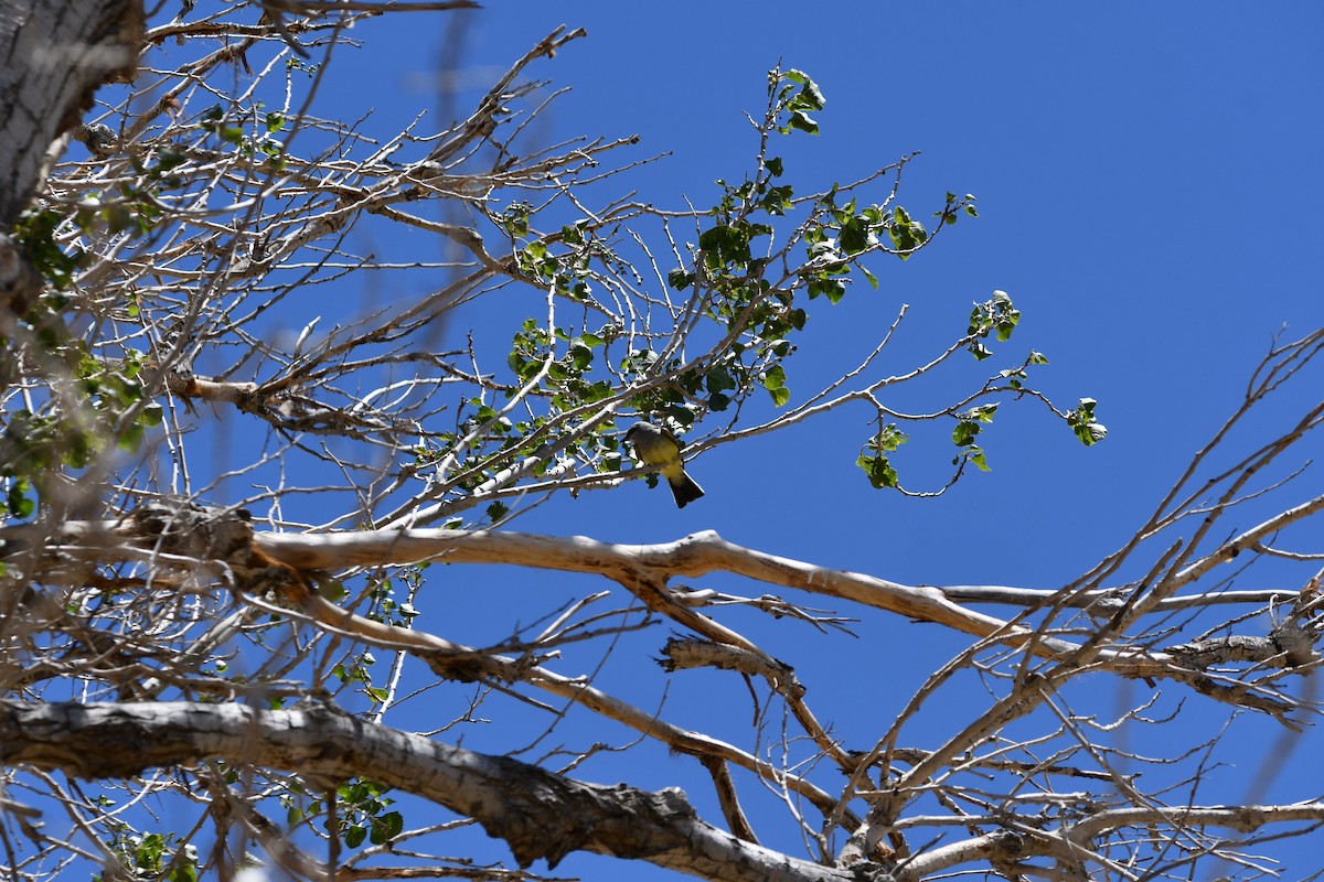 Western Kingbird - Lael Rudisill