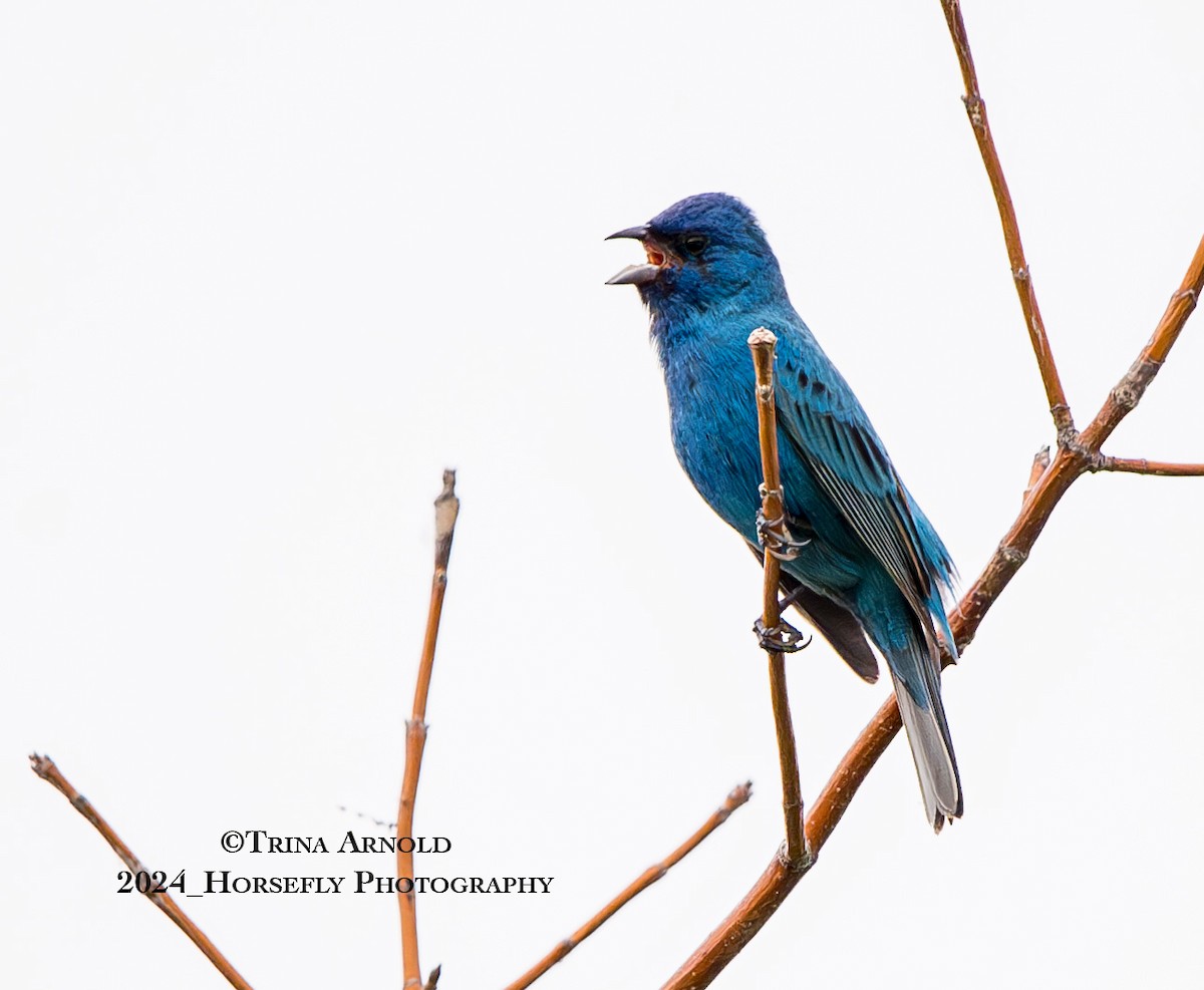 Indigo Bunting - Trina Arnold