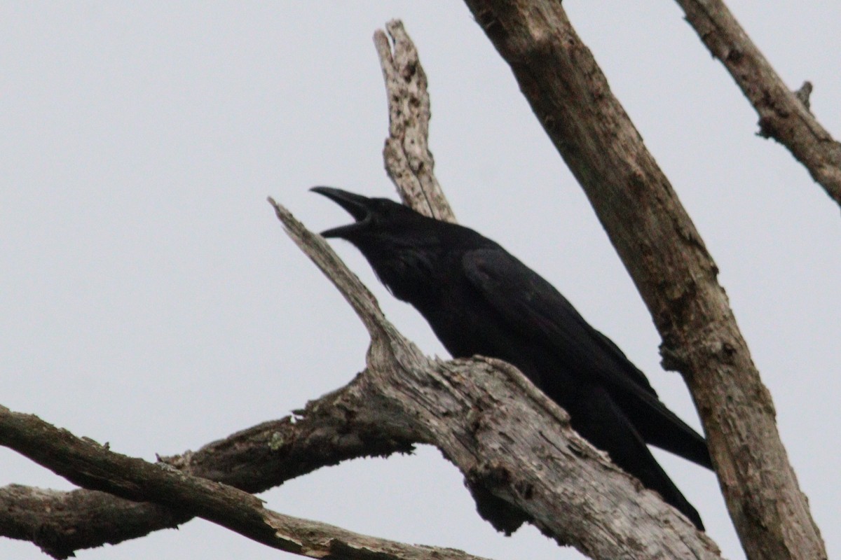 Common Raven - ML619548772