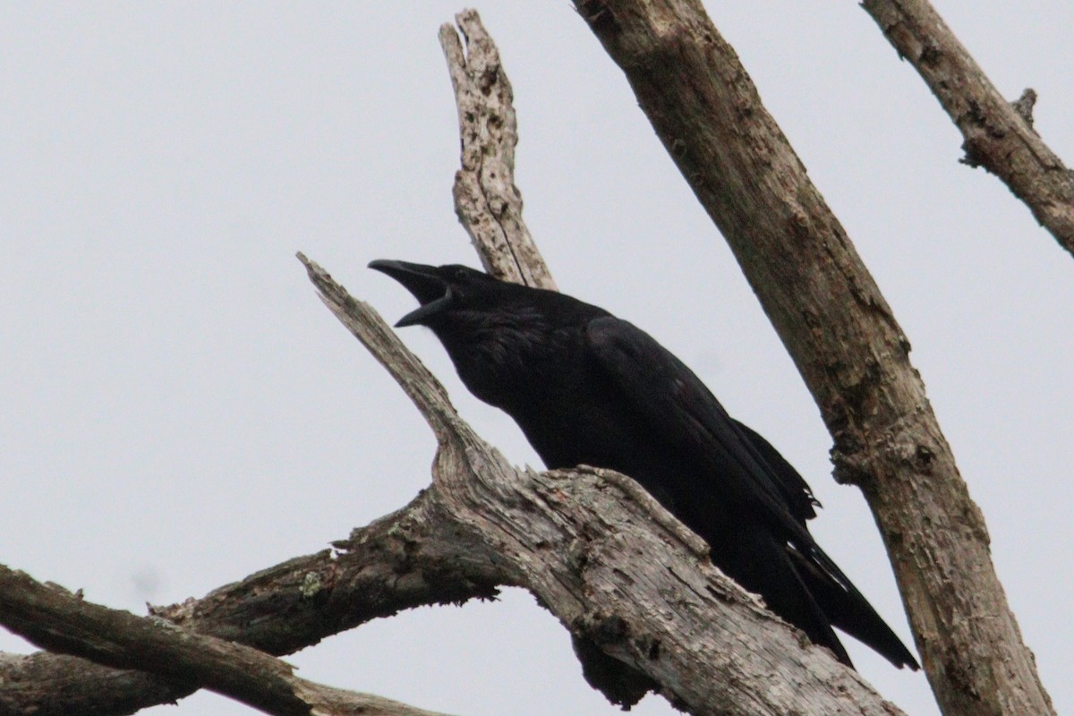 Common Raven - ML619548773