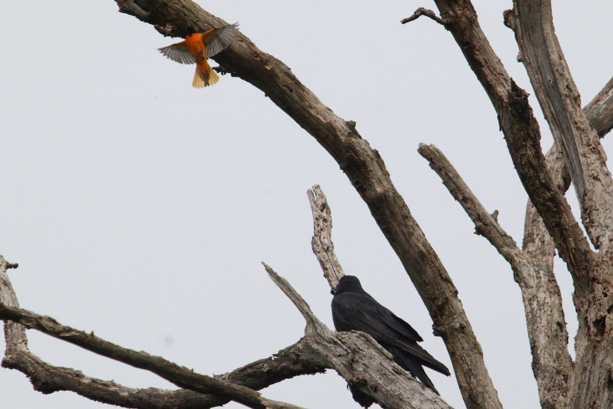 Common Raven - James Teitgen