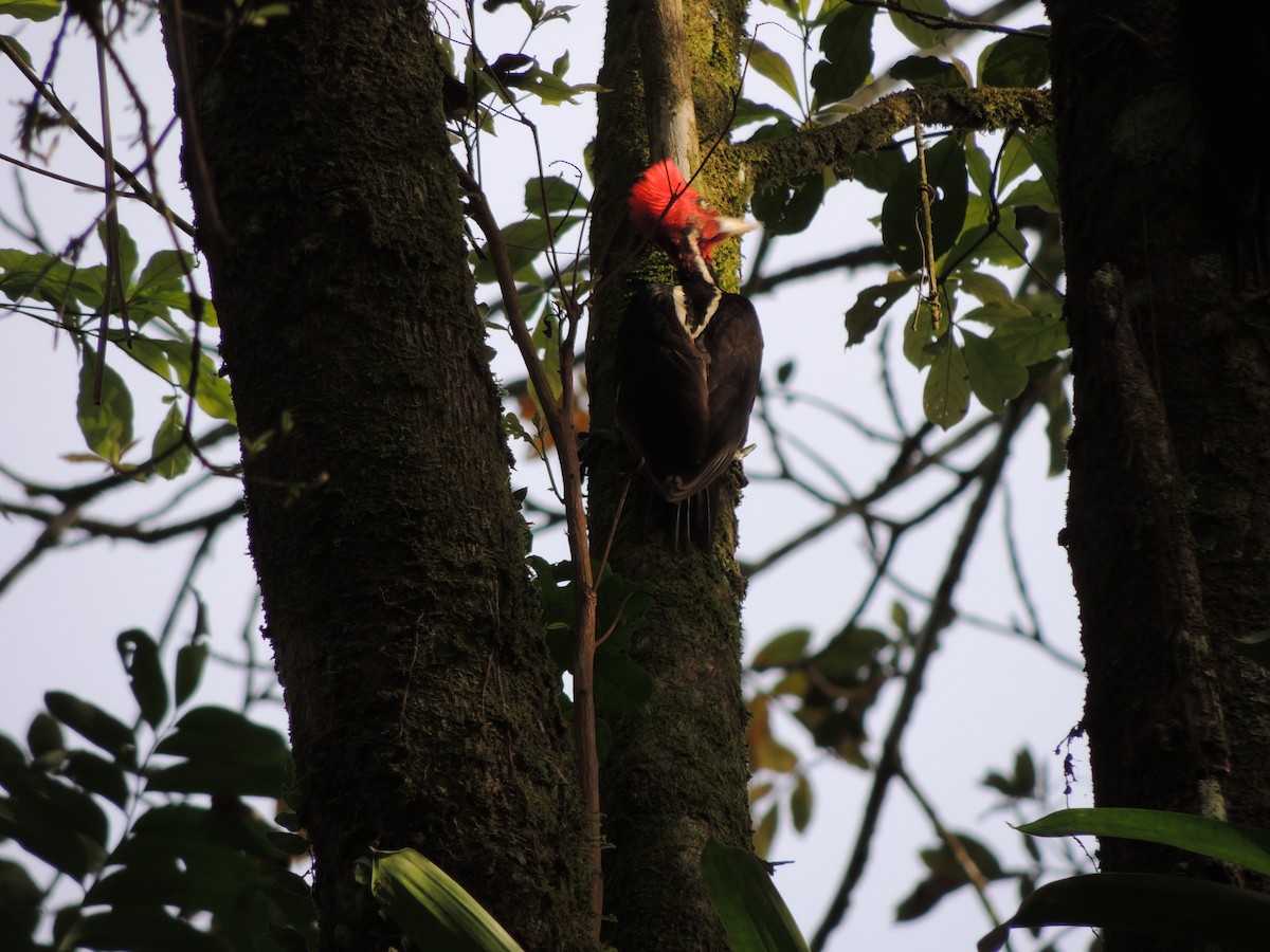 Pale-billed Woodpecker - Roger Lambert